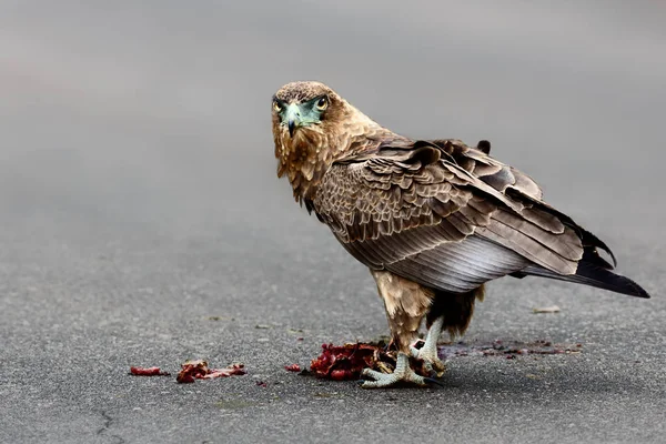 Goochelaar Vogel Met Een Kill Voeden Weg Kruger Park Terathopius — Stockfoto