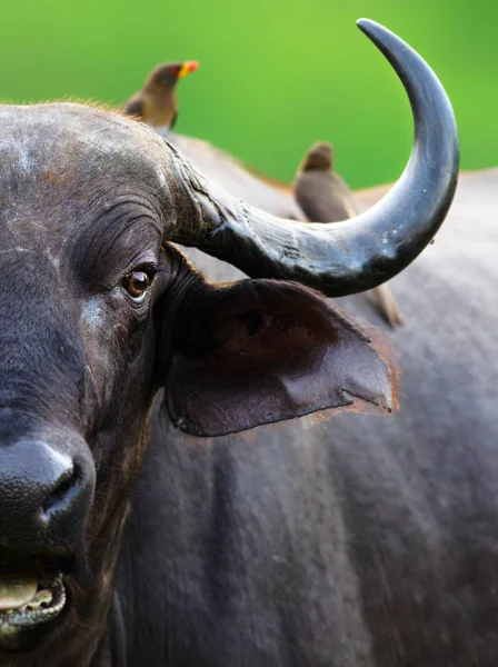 Cape Buffalo Cow Close Two Oxpeckers Sitting Creatively Cropped Camera — Stock Photo, Image