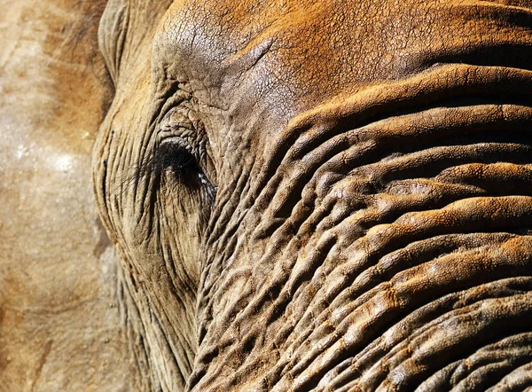 Closeup portrait of Elephant bull. Loxodante africana — Stock Photo, Image