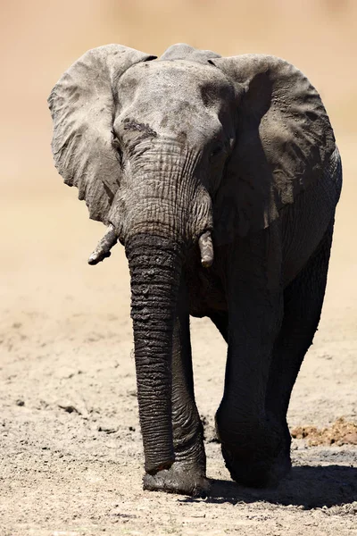 Elephant Bull Walking Away Having Refreshing Drink Loxodonta Africana — Stock Photo, Image