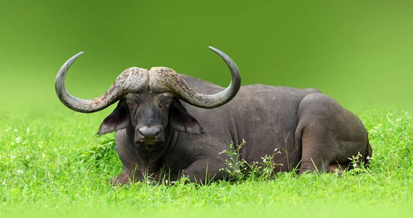 Massively Horned Cape Buffalo Bull Relaxing Lush Kruger Park Syncerus — Stock Photo, Image