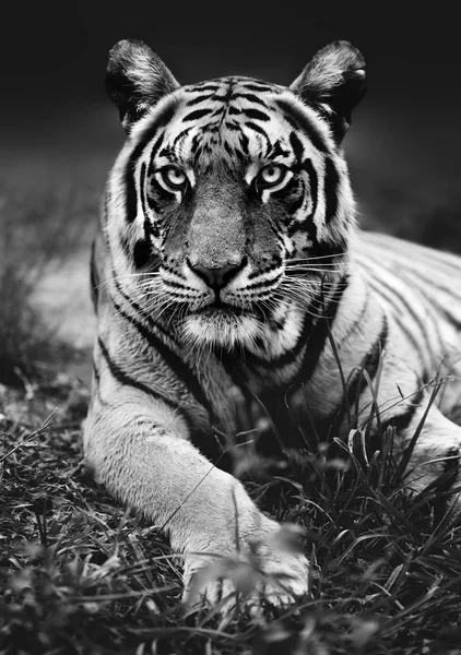 Low Angel Bengal Tiger Close Animal Staring Camera Black White — Stock Photo, Image