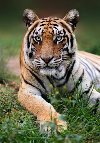 Baixo Anjo Tigre Bengala Perto Com Animal Olhando Para Câmera — Fotografia de Stock
