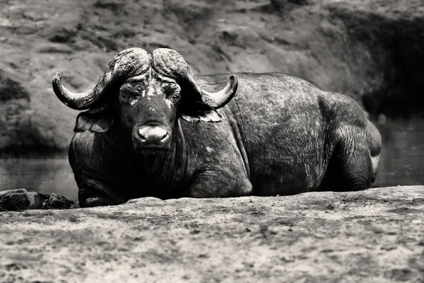 Old Buffalo Bull Resting Muddy Watering Hole Monochrome Kruger National — Stock Photo, Image