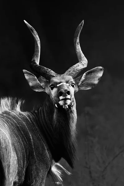 Nyala Bull Staring Camera Pride Close Range Transformed Monochrome Image — Stock Photo, Image