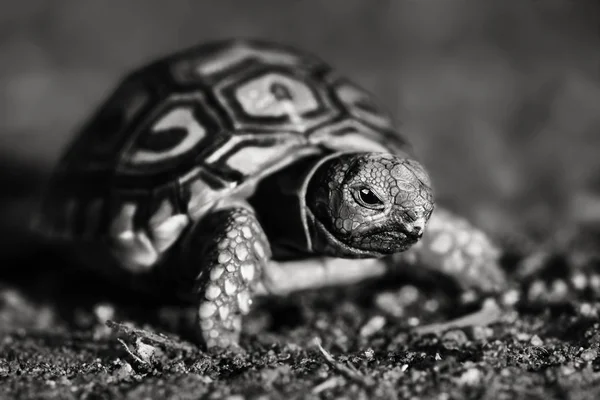 Svartvit Bild Nykläckt Leopardsköldpadda Närbild Medan Mobil Stigmochelys Pardalis — Stockfoto