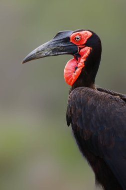 Güney kara Kartallar yakın çekim Kruger National Park (Güney Afrika). Bucorvus leadbeateri