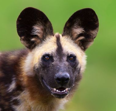 Vahşi köpek doğruca kameraya bakıyor. Lycaon pictus