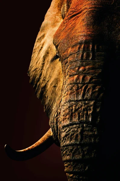 Elefantenporträt in Großaufnahme. Bildende Kunst — Stockfoto