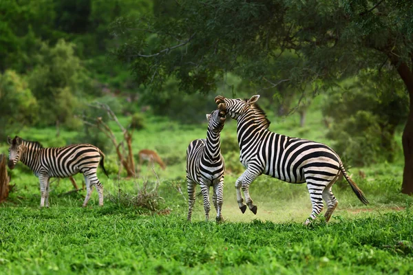 Zebra Garanhão Está Envolvida Numa Luta Territorial Equus Quagga — Fotografia de Stock