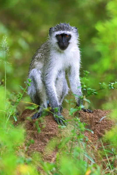 Macaco Vervet Molhado Descansando Monte Cupins Logo Após Chuva Refrescante — Fotografia de Stock
