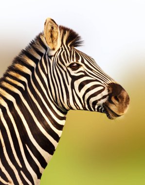Zebra portre yumuşak altın güneş ışığı ile dik bir duruş. Equus quagga. Kruger National Park