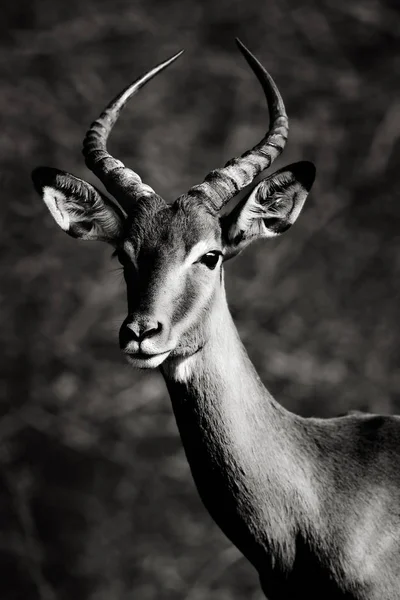Jonge Impala Ram Zwart Wit Portret Kruger Park Fine Art — Stockfoto