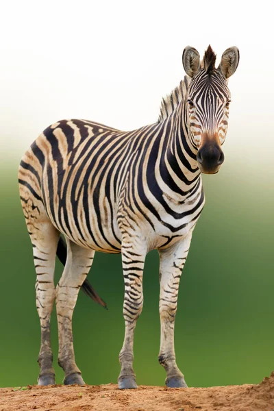 Retrato Zebra Ângulo Baixo Parque Nacional Kruger Equus Quagga — Fotografia de Stock