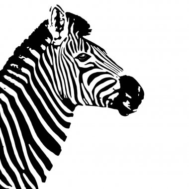Siyah ve beyaz zebra profil. Equus quagga.
