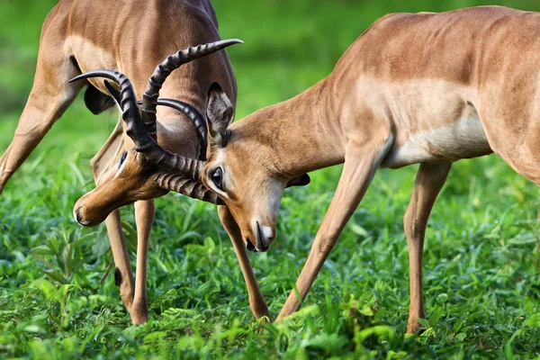 Dois Impalas Masculinos Uma Luta Territorial Para Estabelecer Dominância Durante — Fotografia de Stock