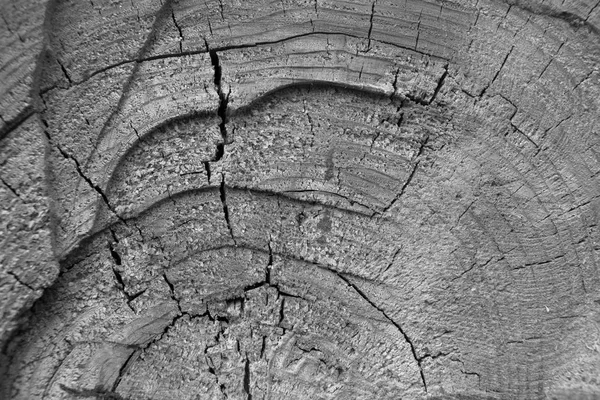 Querschnitt durch den alten Baum — Stockfoto