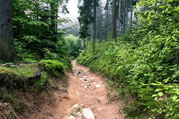 Dağ orman içinde sisli iz — Stok fotoğraf