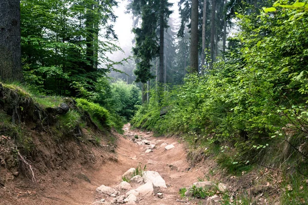 Туманная тропа в горном лесу — стоковое фото