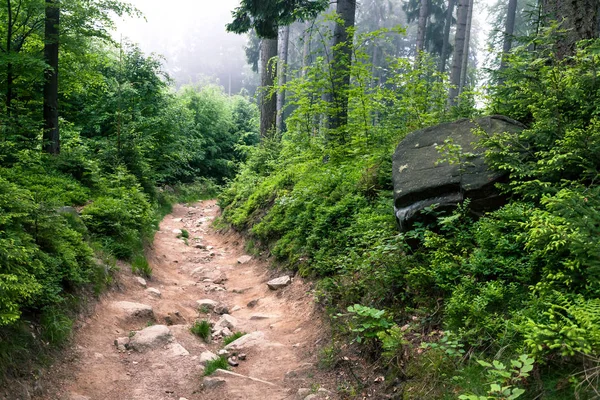 Sentier pédestre dans la forêt de montagne — Photo