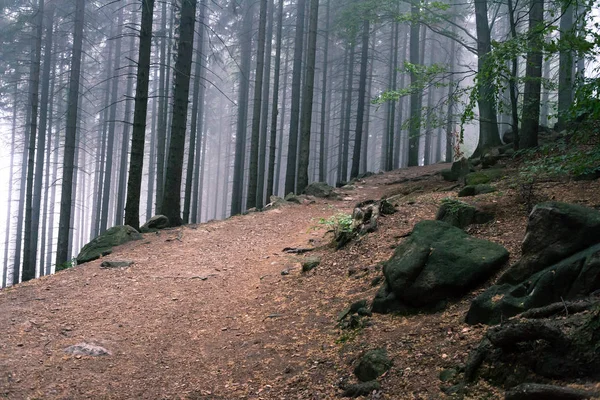 Mlhavo stezka v horském lese — Stock fotografie