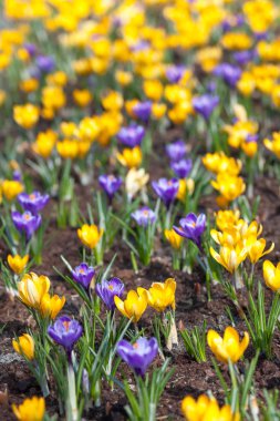 çiçek açan çiğdemler yakın çekim