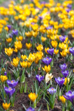 çiçek açan çiğdemler yakın çekim