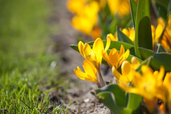 Gros plan de crocus en fleurs — Photo