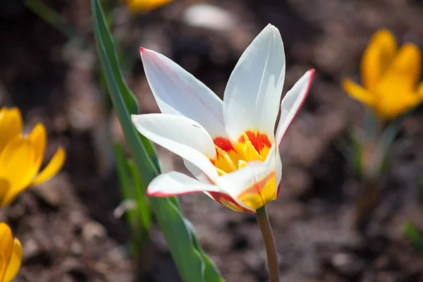 Крупним планом білий тюльпан — стокове фото