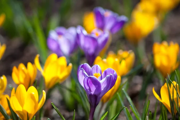 Close up of blooming crocuses — Stock Photo, Image