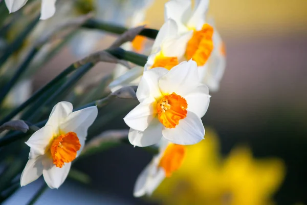 Fleurs de narcisse fraîches — Photo