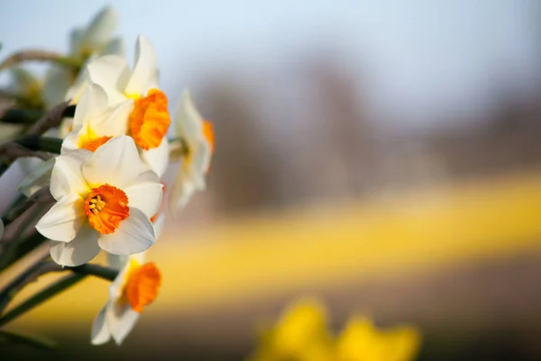 Fleurs de narcisse fraîches — Photo