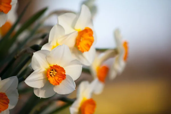 Fleurs de narcisse fraîches — Photo