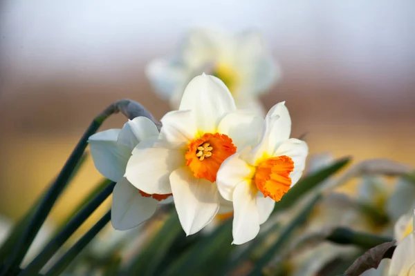 Narcyz świeże kwiaty — Zdjęcie stockowe