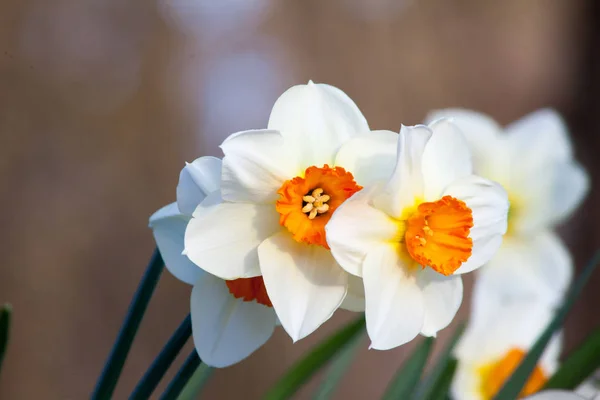 Fleurs de narcisse fraîches — Photo