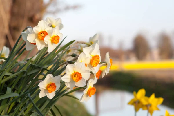 Frische Narzissenblüten Stockbild