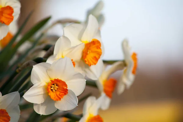 Fleurs de narcisse fraîches Photos De Stock Libres De Droits