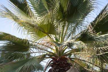 Mavi gökyüzü karşı yeşil palmiye yaprakları