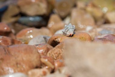 Üzerinde taş döşeme deniz kabuğu görünümünü kırpılmış.