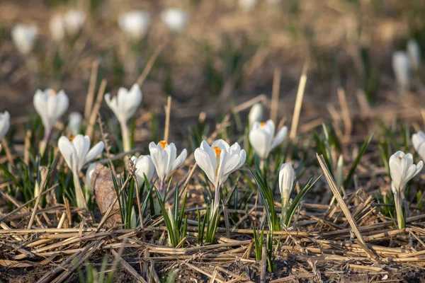 Gouttes Neige Fleurs Poussant Sur Champ Printemps — Photo