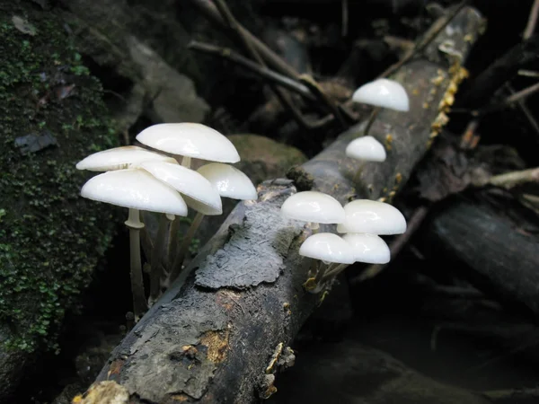 White mushrooms grow on dead branch — Stock Photo, Image