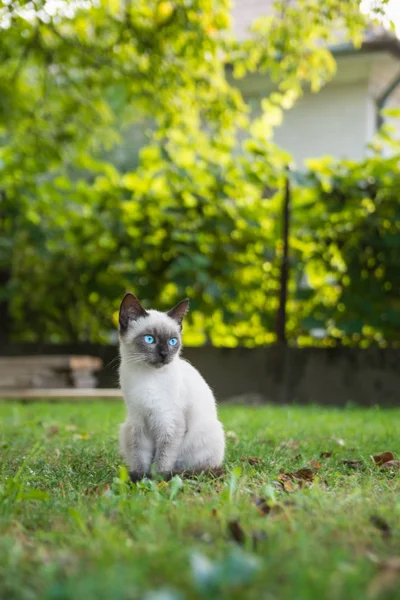 Mavi gözlü küçük kedi