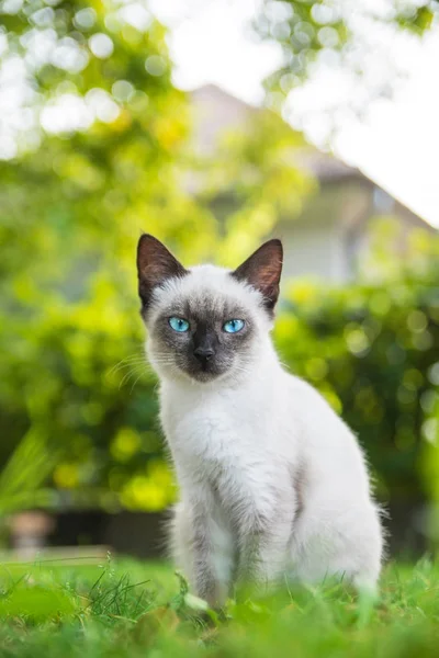 meraklı minik kedi