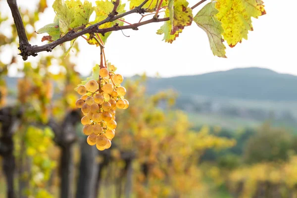 Dojrzałych winogron na oddział w regionie wina Balaton, Węgry — Zdjęcie stockowe