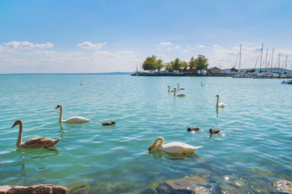 Přístav z Balatonfüredu a jezero Balaton s labutěmi, Maďarsko — Stock fotografie