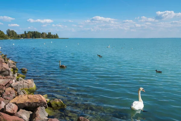 Břehu jezera Balaton s ptáky, Maďarsko — Stock fotografie