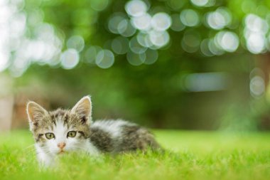 Küçük kedi otların arasında oturur