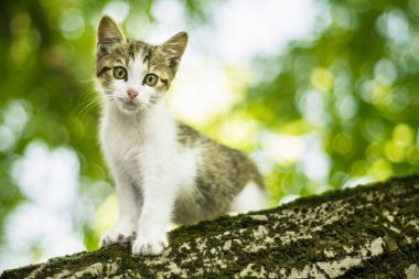 Küçük kedi ağaca tırmanıyor