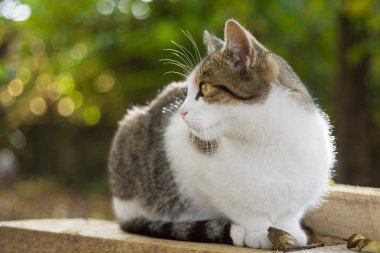 Kedi düşen yapraklar ile ahşap plakalar oturur