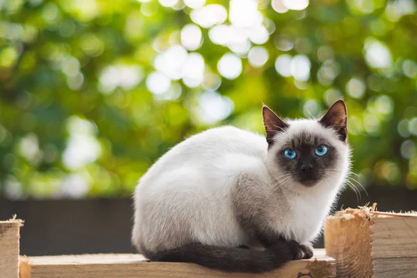 Mavi gözlü kedi ahşap plakalar üzerinde oturur